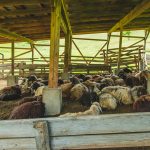 Benefits of Ethical Animal Care