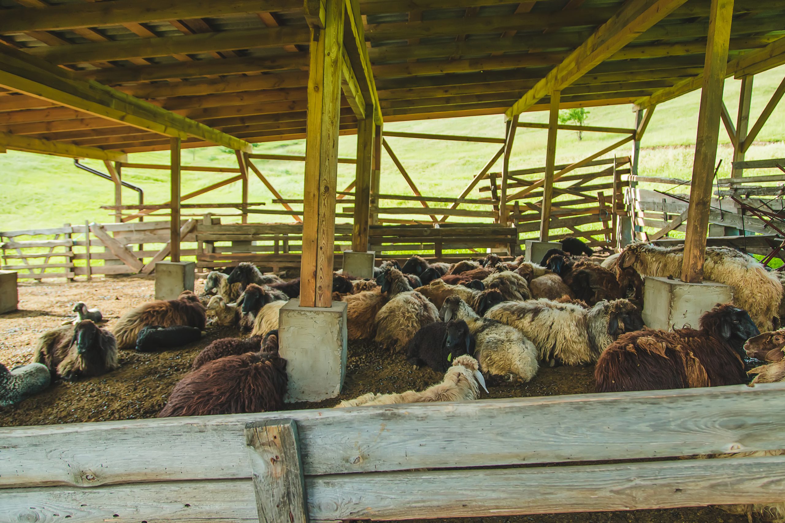 Daily Life of Our Livestock at Zabiha Farms