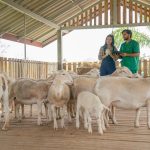 Zabiha Meat and Digestive Health