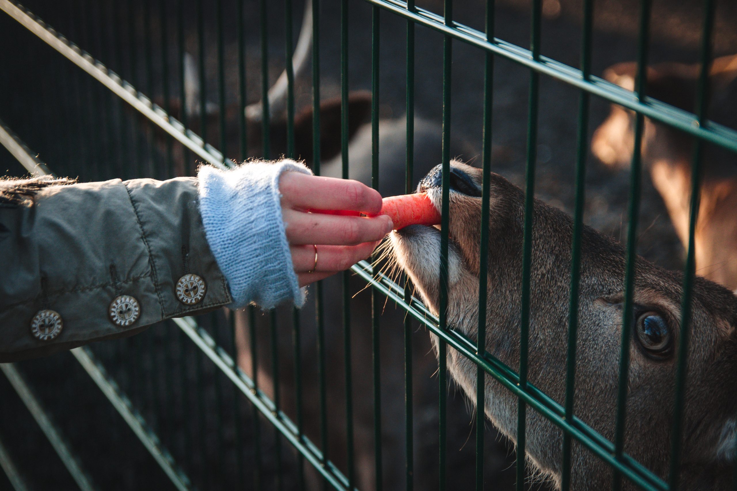 Benefits of Ethical Animal Care