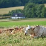 Water Conservation in Farms: Sustainable Practices for Halal Meat Production