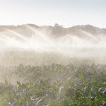 How Zabiha Farms Minimizes Waste: Sustainable Practices for Halal Meat Production