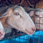 Innovations in Halal Farming